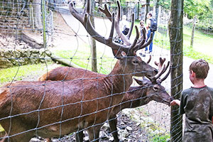 Wild- und Freizeitpark Steinwasenpark bei Oberried