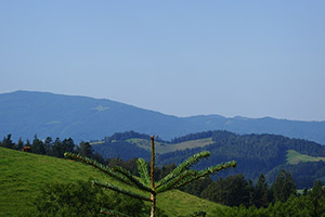 Blick von der Terrasse im Sommer